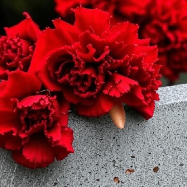 гвоздики траур